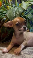 Hazel, a female Chihuahua for sale in Adamsville, TN – 3 of 8