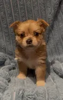 Chester, a male Chihuahua for sale in Adamsville, TN – 2 of 6