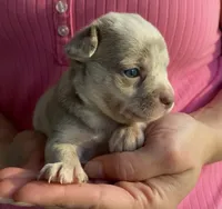 Ziggy, a male Chihuahua for sale in Adamsville, TN – 9 of 10