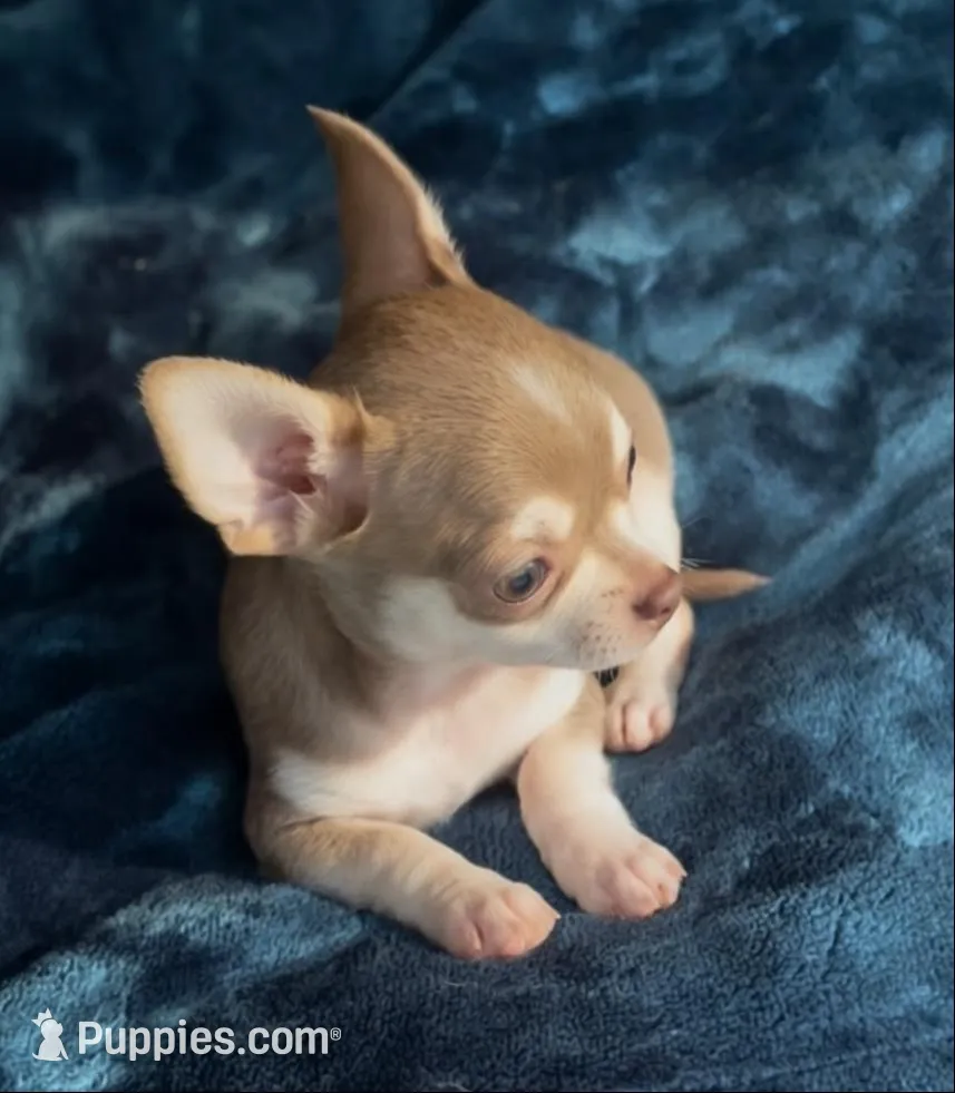 Baby Monkey, a male Chihuahua for sale in Adamsville, TN – 4 of 10