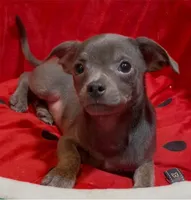 Steele, a male Chihuahua for sale in Adamsville, TN – 7 of 8