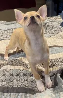 Tiger Lily , a female Chihuahua for sale in Adamsville, TN – 3 of 9