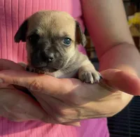Bruno, a male Chihuahua for sale in Adamsville, TN – 1 of 3
