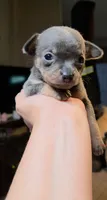 Baby Binky, a female Chihuahua for sale in Adamsville, TN – 4 of 4