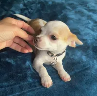 Tiny Marley, a male Chihuahua for sale in Adamsville, TN – 7 of 10
