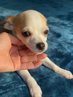 Tiny Marley, a male Chihuahua for sale in Adamsville, TN – 9 of 10
