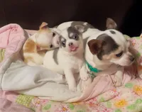 Marley, a male Chihuahua for sale in Adamsville, TN – Photo 5 of 7