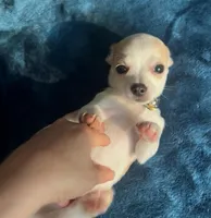 Tiny Marley, a male Chihuahua for sale in Adamsville, TN – 10 of 10