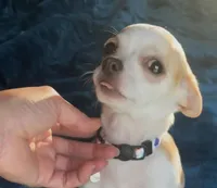 Tiny Marley, a male Chihuahua for sale in Adamsville, TN – 2 of 10