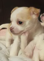 Marley, a male Chihuahua for sale in Adamsville, TN – Photo 3 of 7