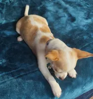Tiny Marley, a male Chihuahua for sale in Adamsville, TN – 8 of 10