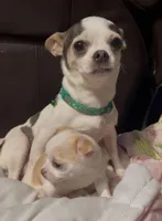 Marley, a male Chihuahua for sale in Adamsville, TN – Photo 7 of 7