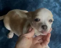 Tiny Marley, a male Chihuahua for sale in Adamsville, TN – 6 of 10