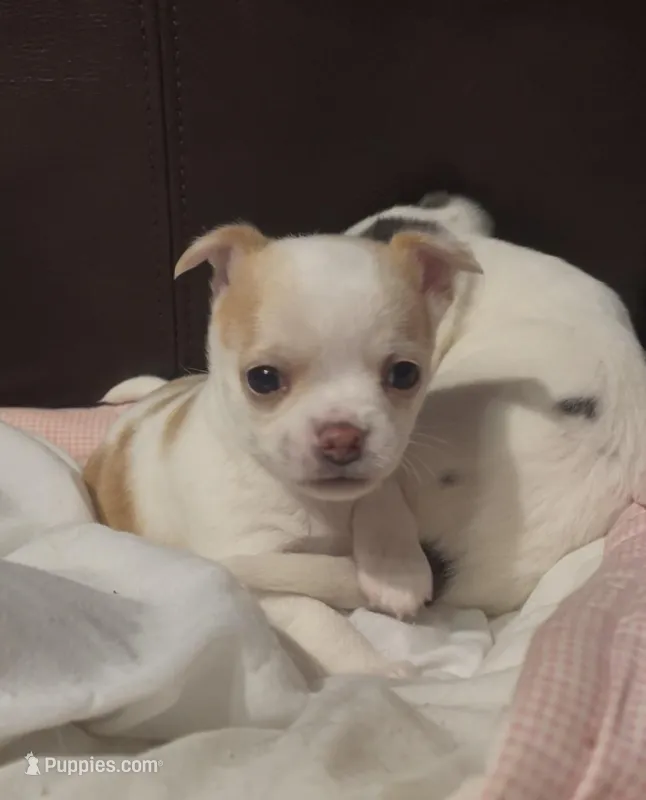 Marley – Chihuahua puppy for sale in Adamsville, TN