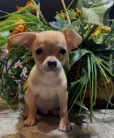 Brownie, a male Chihuahua for sale in Adamsville, TN – 4 of 10
