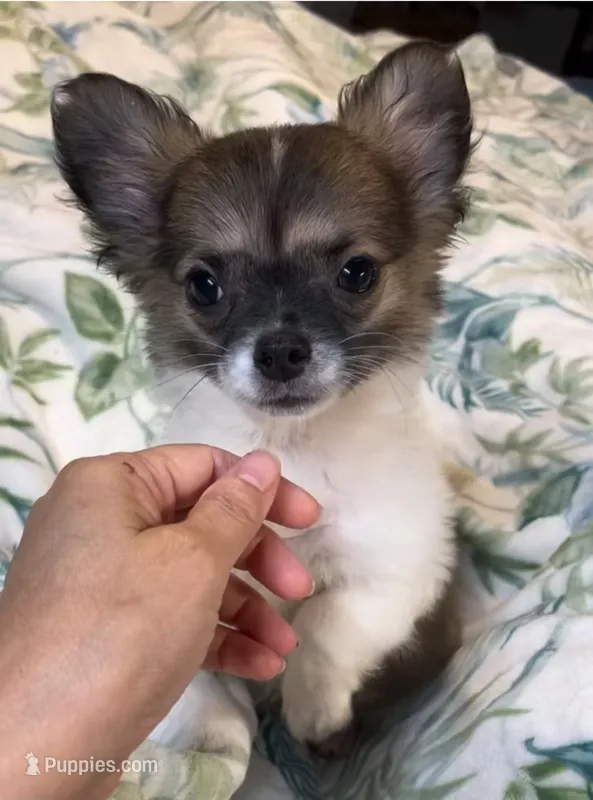 Romeo – Chihuahua puppy for sale in Adamsville, TN