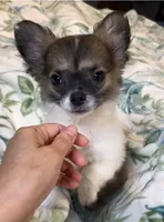 Romeo, a male Chihuahua for sale in Adamsville, TN – 1 of 8