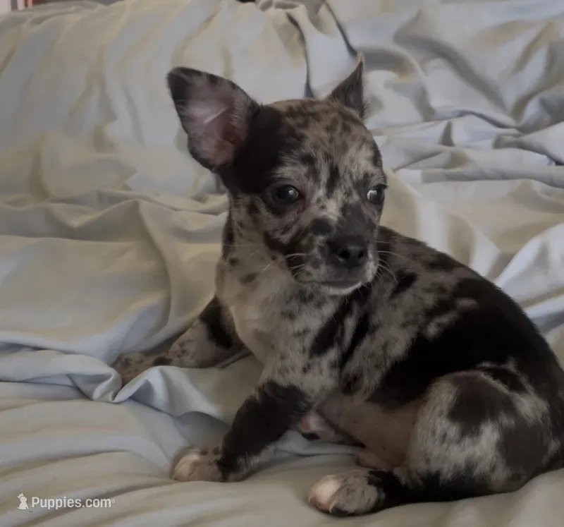 Sweet Tonka – Chihuahua puppy for sale in Adamsville, TN