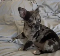 Sweet Tonka, a male Chihuahua for sale in Adamsville, TN – Photo 1 of 8