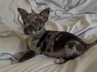 Sweet Tonka, a male Chihuahua for sale in Adamsville, TN – Photo 2 of 8