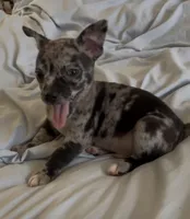 Sweet Tonka, a male Chihuahua for sale in Adamsville, TN – Photo 3 of 8