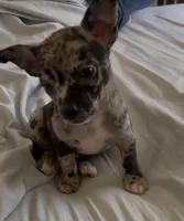 Sweet Tonka, a male Chihuahua for sale in Adamsville, TN – Photo 6 of 8