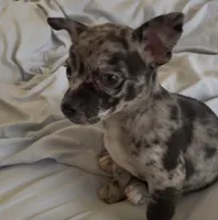 Sweet Tonka, a male Chihuahua for sale in Adamsville, TN – Photo 8 of 8