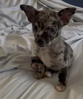 Sweet Tonka, a male Chihuahua for sale in Adamsville, TN – Photo 5 of 8