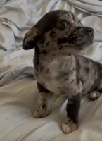 Sweet Tonka, a male Chihuahua for sale in Adamsville, TN – Photo 4 of 8