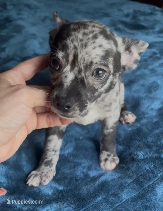 Sweet Patches – Chihuahua puppy for sale in Adamsville, TN