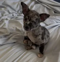 Sweet Tonka, a male Chihuahua for sale in Adamsville, TN – Photo 7 of 8