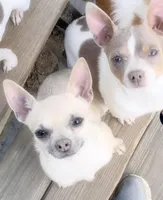 Suade, a male Chihuahua for sale in Adamsville, TN – Photo 2 of 4