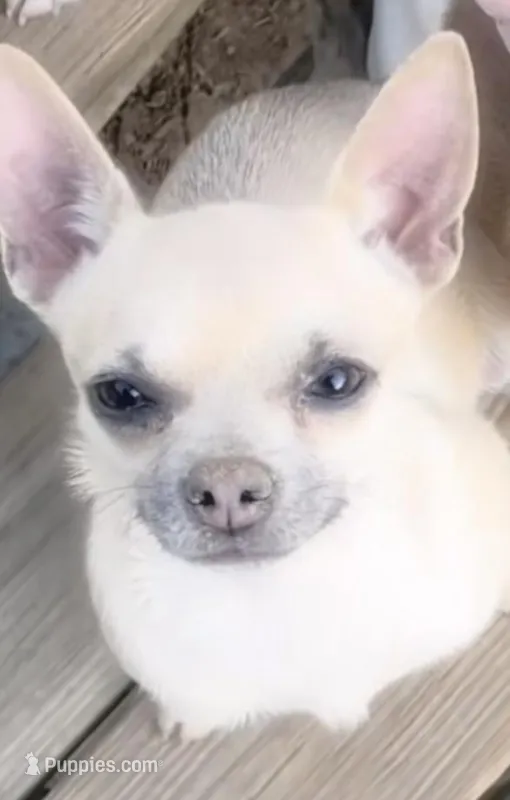 Suade, a male Chihuahua for sale in Adamsville, TN – Photo 1 of 4