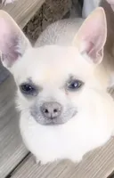 Suade, a male Chihuahua for sale in Adamsville, TN – Photo 1 of 4