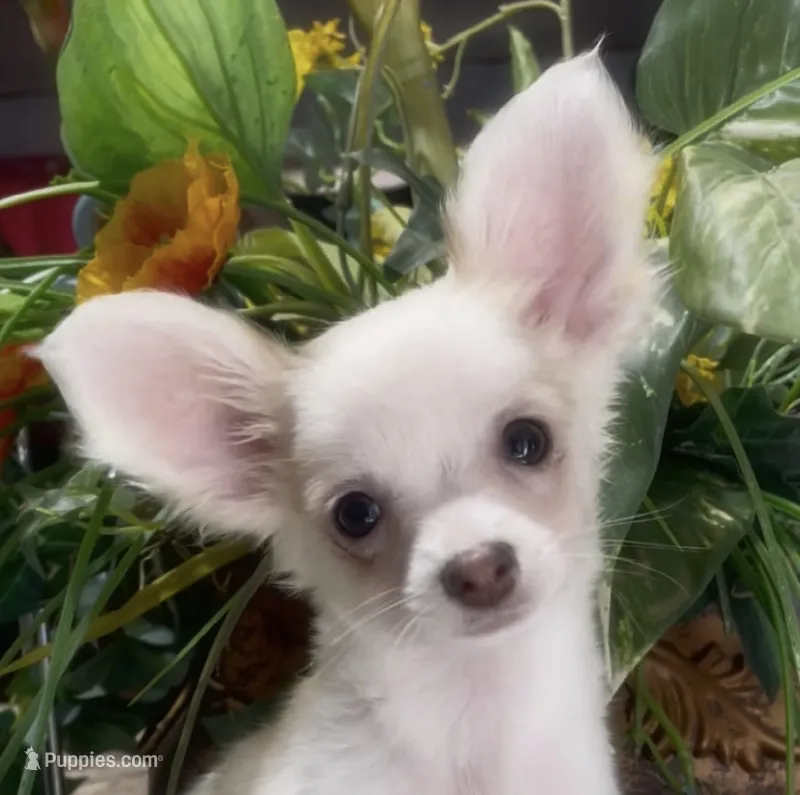 Fluffy Charlie – Chihuahua puppy for sale in Adamsville, TN
