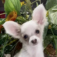 Fluffy Charlie, a male Chihuahua for sale in Adamsville, TN – 1 of 9