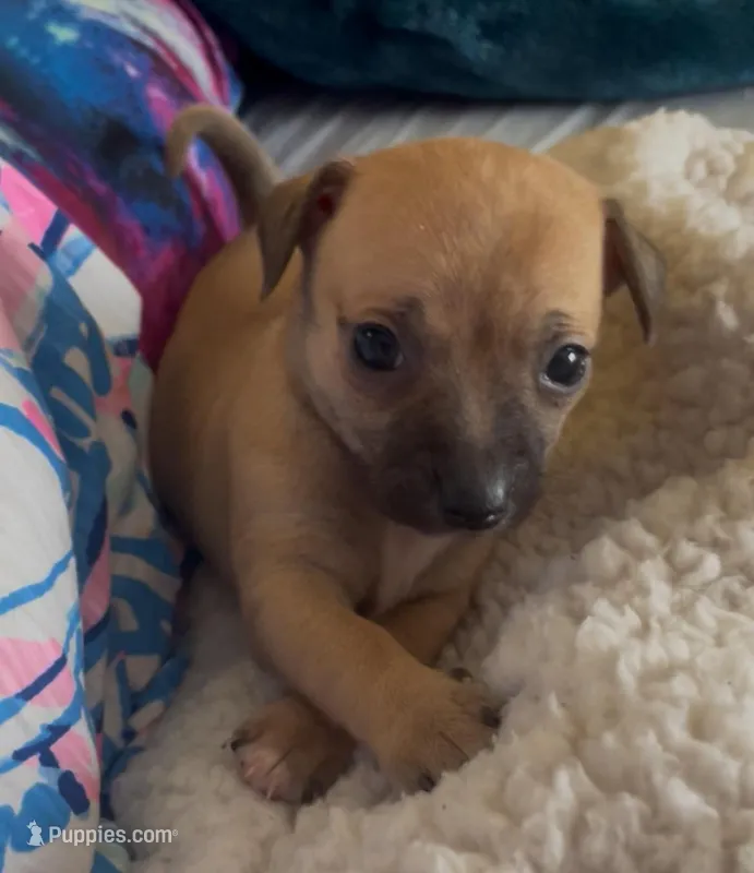 Tiny Luna – Chihuahua puppy for sale in Adamsville, TN