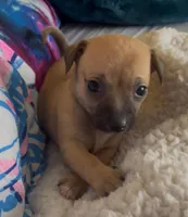 Tiny Luna, a female Chihuahua for sale in Adamsville, TN – 1 of 1
