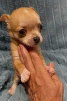 Tiny Tootie, a female Chihuahua for sale in Adamsville, TN – 5 of 8