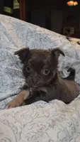 Betsy, a female Chihuahua for sale in Adamsville, TN – 6 of 6