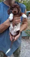 STEVIE, a male Miniature Dachshund for sale in Somerset, KY – 9 of 10