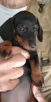 TINA, a female Miniature Dachshund for sale in Somerset, KY – 2 of 6