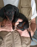 TINA, a female Miniature Dachshund for sale in Somerset, KY – 6 of 6