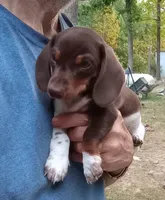 STEVIE, a male Miniature Dachshund for sale in Somerset, KY – 3 of 10