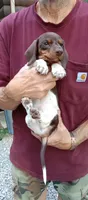 STEVIE, a male Miniature Dachshund for sale in Somerset, KY – 8 of 10