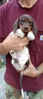 STEVIE, a male Miniature Dachshund for sale in Somerset, KY – 7 of 10