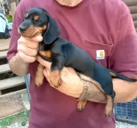 TOBY, a male Miniature Dachshund for sale in Somerset, KY – 5 of 10