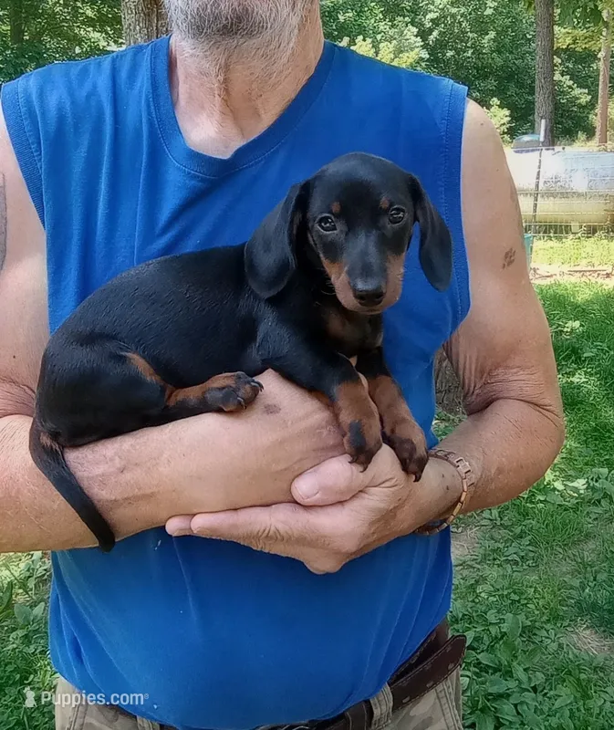 TINA – Miniature Dachshund puppy for sale in Somerset, KY