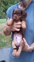Mr. Waggin' Tail, a male Miniature Dachshund for sale in Somerset, KY – 2 of 10