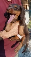Mr. Waggin' Tail, a male Miniature Dachshund for sale in Somerset, KY – 9 of 10
